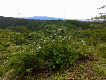 北条イボ山の紫陽花