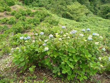 北条イボ山のあじさい