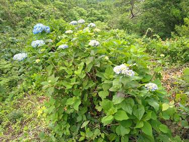 北条イボ山のアジサイ