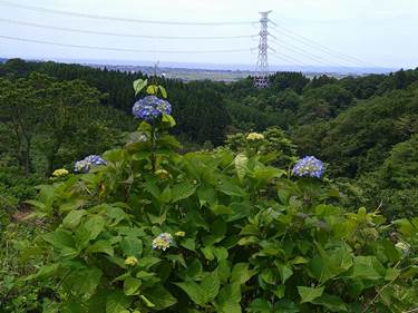 北条イボ山の紫陽花（あじさい）