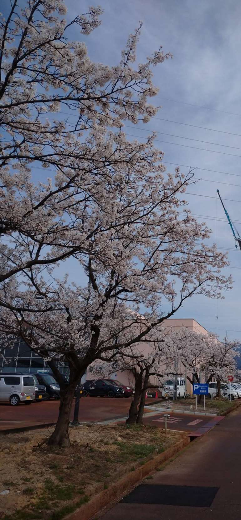 桜、花見