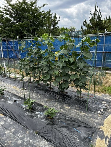 家庭菜園