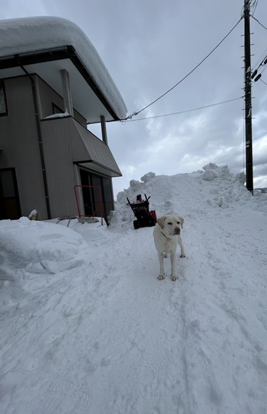 雪　犬　駆け回る