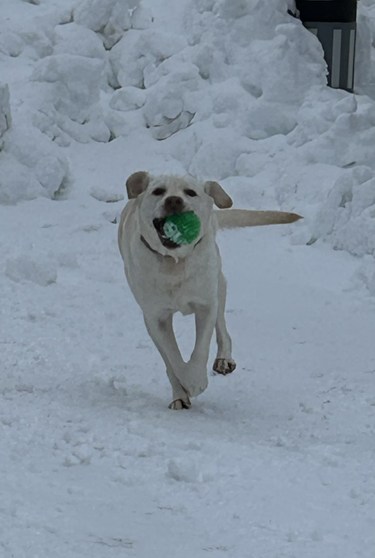 雪　犬　駆け回る