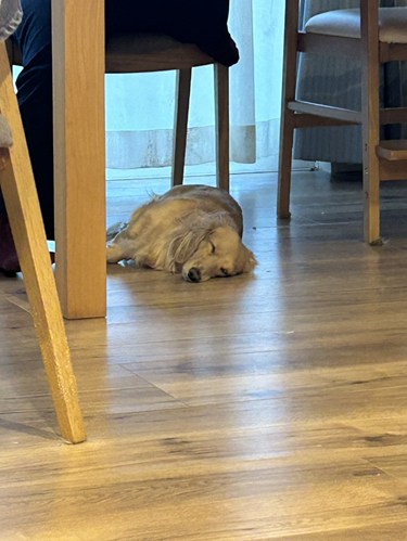 愛犬　ミニチュアダックス（牡）