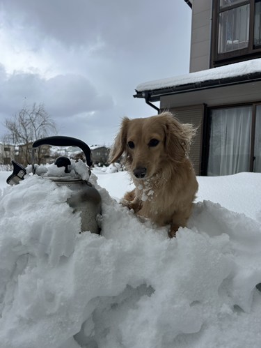 愛犬　ミニチュアダックス（牡）