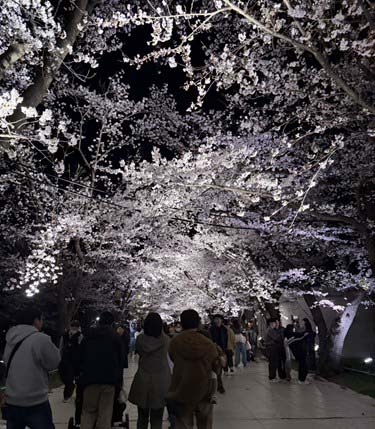 高田公園　花見
