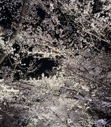 高田公園　花見