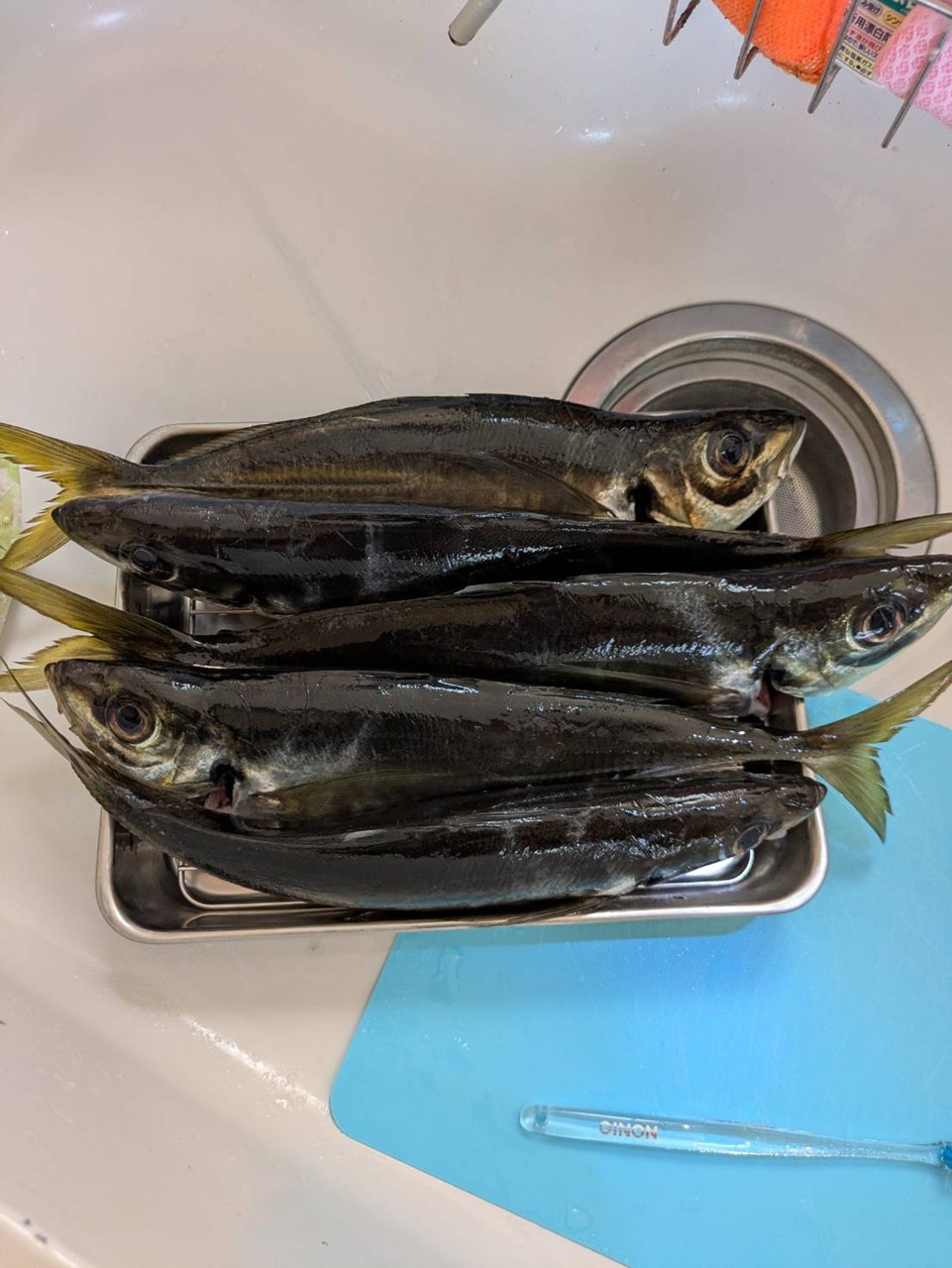 魚が、釣れ始める季節
