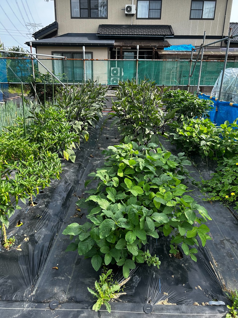 家庭菜園