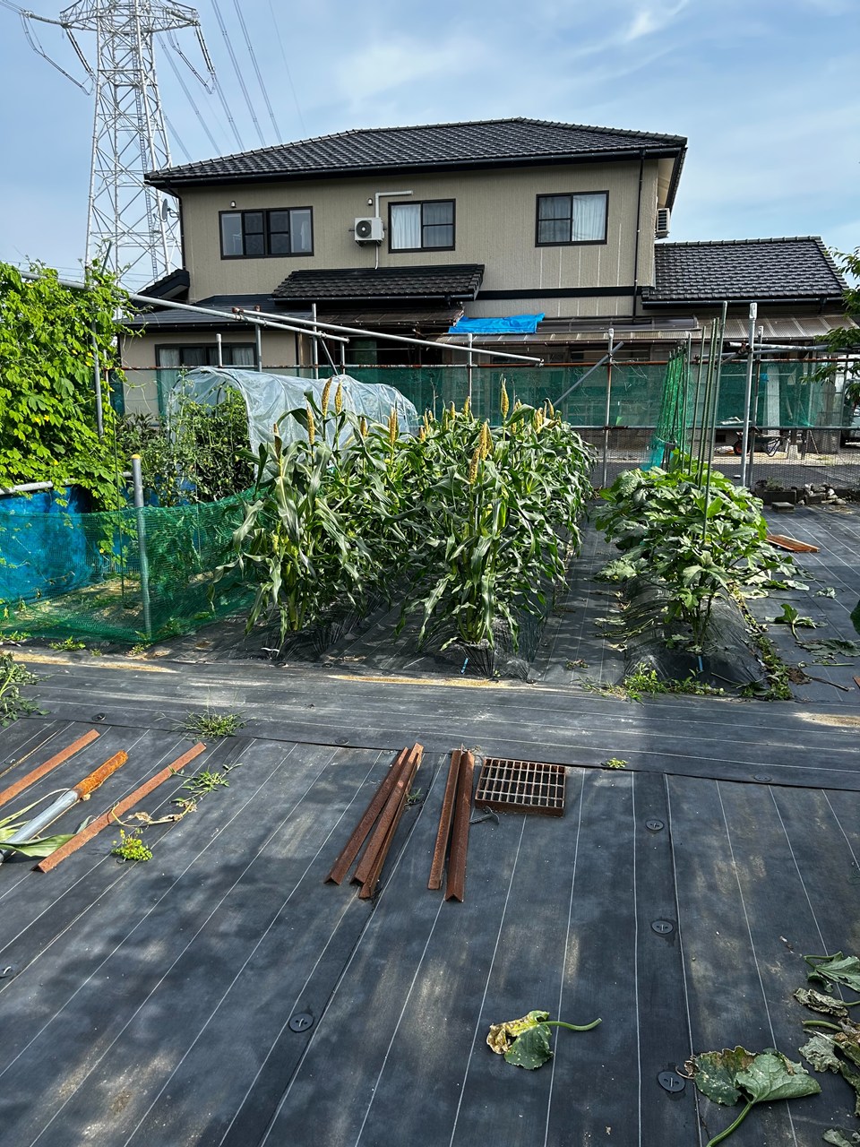 家庭菜園