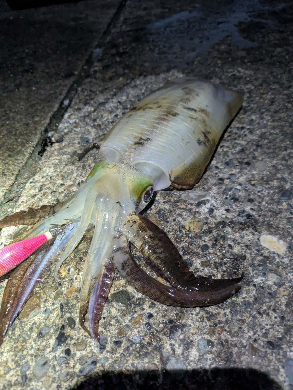 秋のイカ釣りの季節