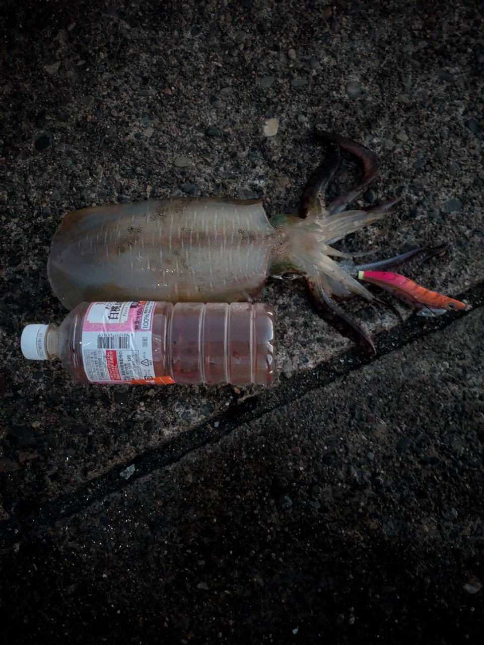秋のイカ釣りの季節