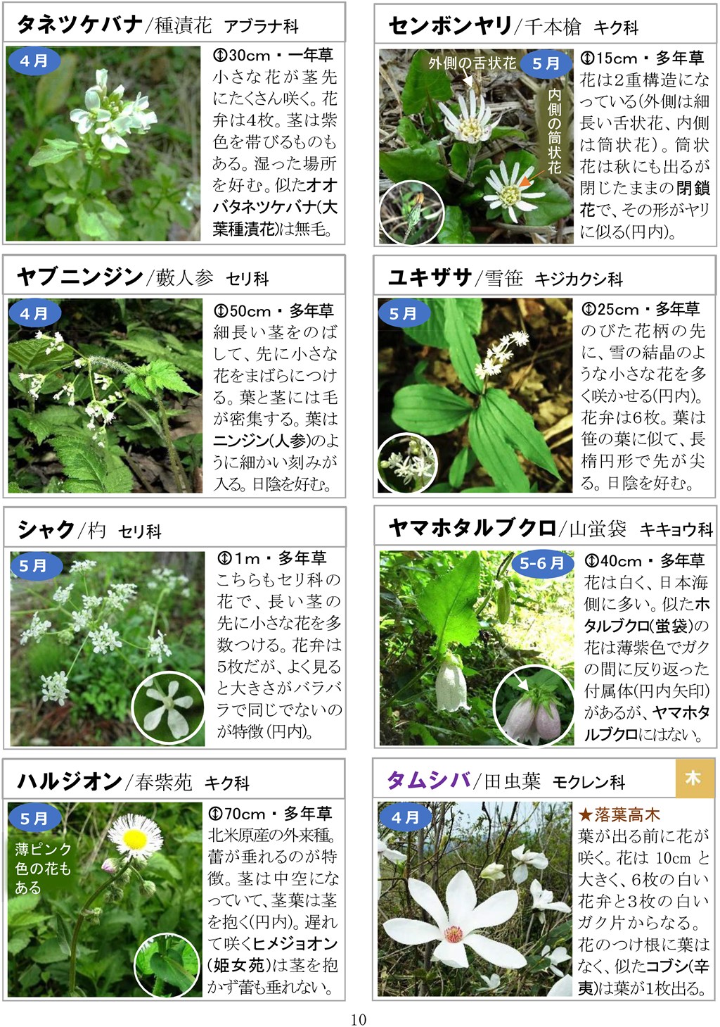 さがそう！春の花（3～5月に見られる）八石山花図鑑