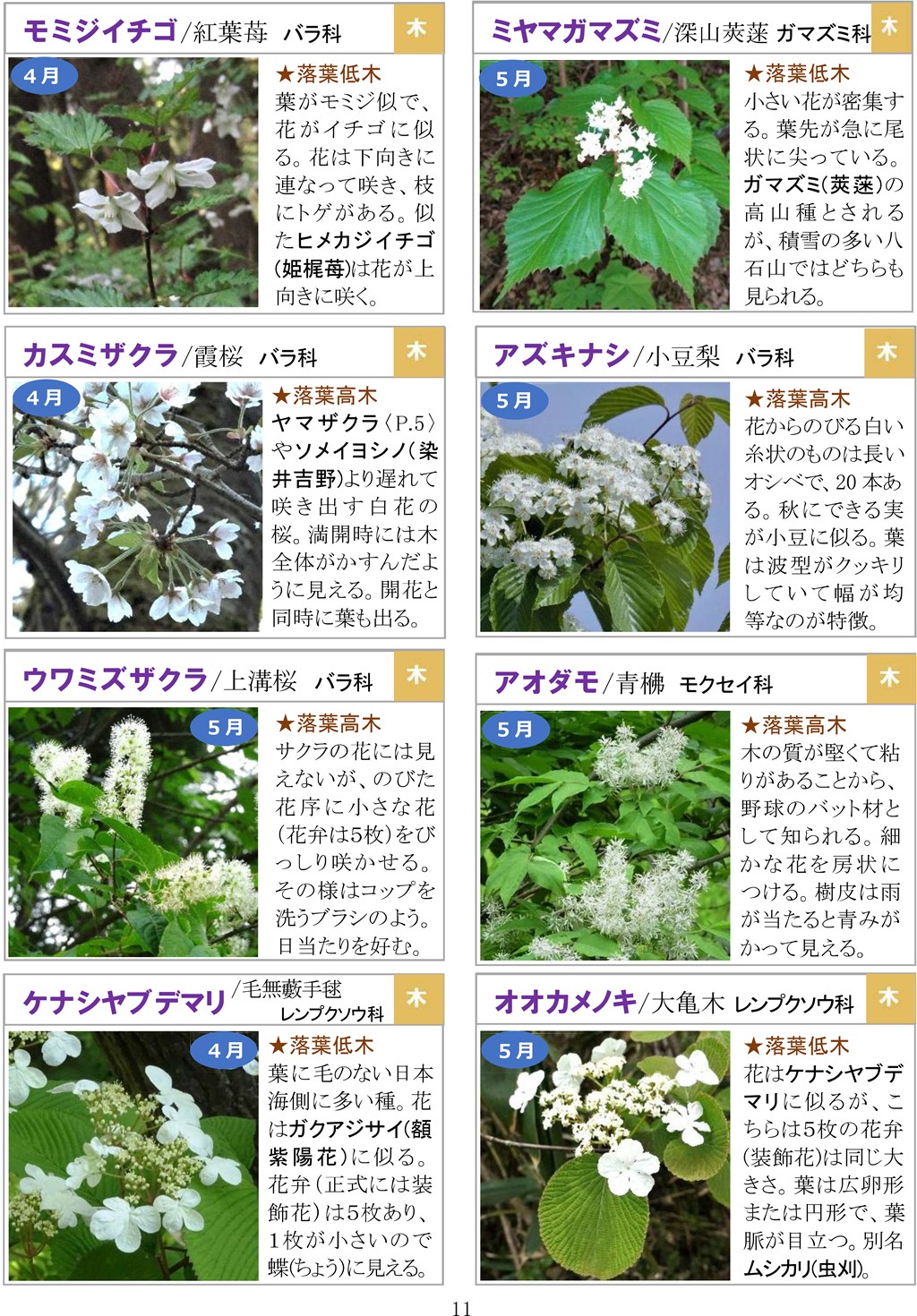 さがそう！春の花（3～5月に見られる）八石山花図鑑