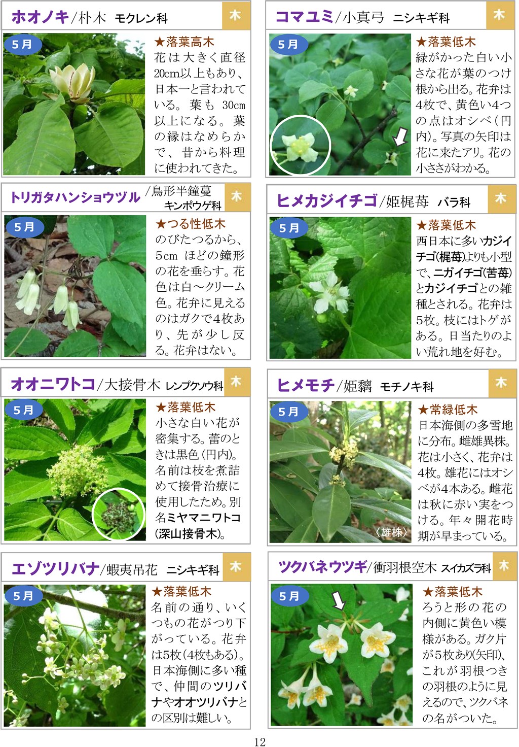 さがそう！春の花（3～5月に見られる）八石山花図鑑
