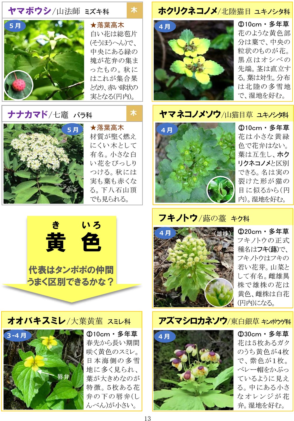 さがそう！春の花（3～5月に見られる）八石山花図鑑