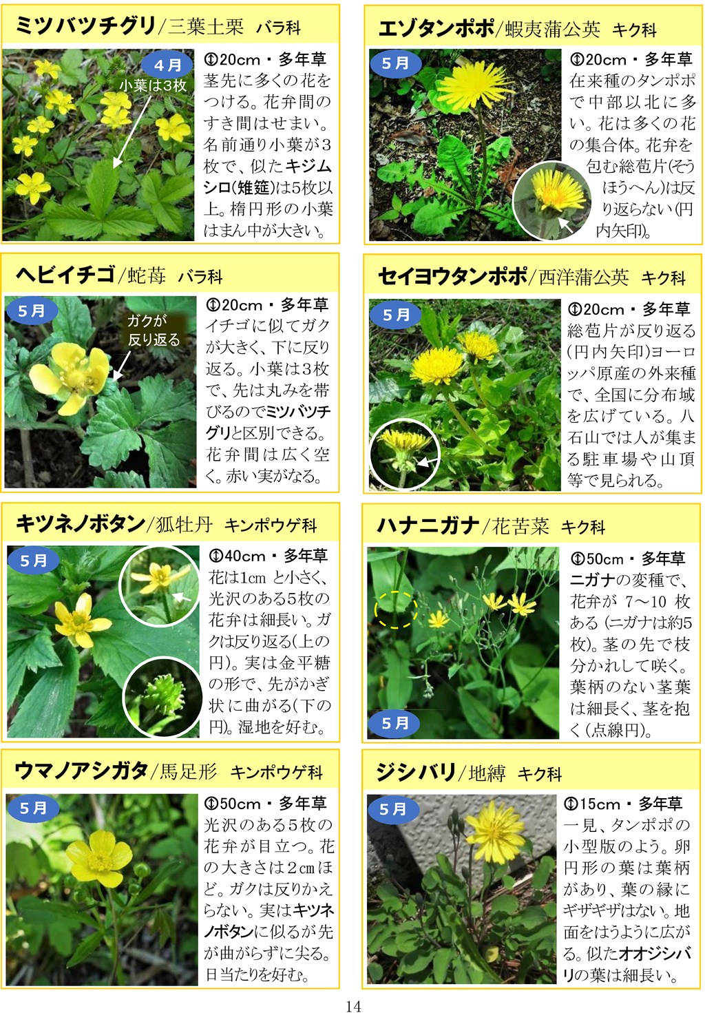 さがそう！春の花（3～5月に見られる）八石山花図鑑