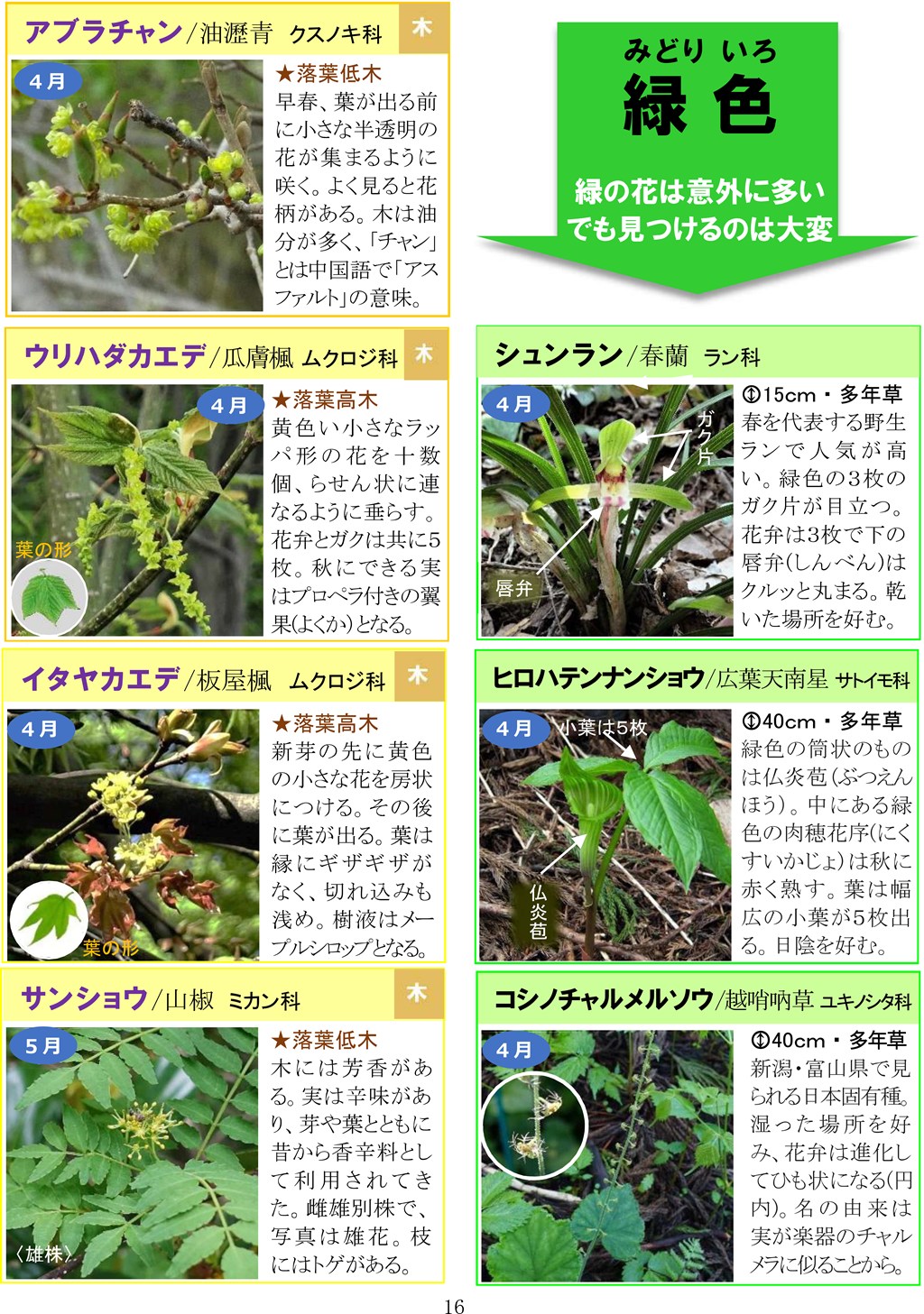 さがそう！春の花（3～5月に見られる）八石山花図鑑