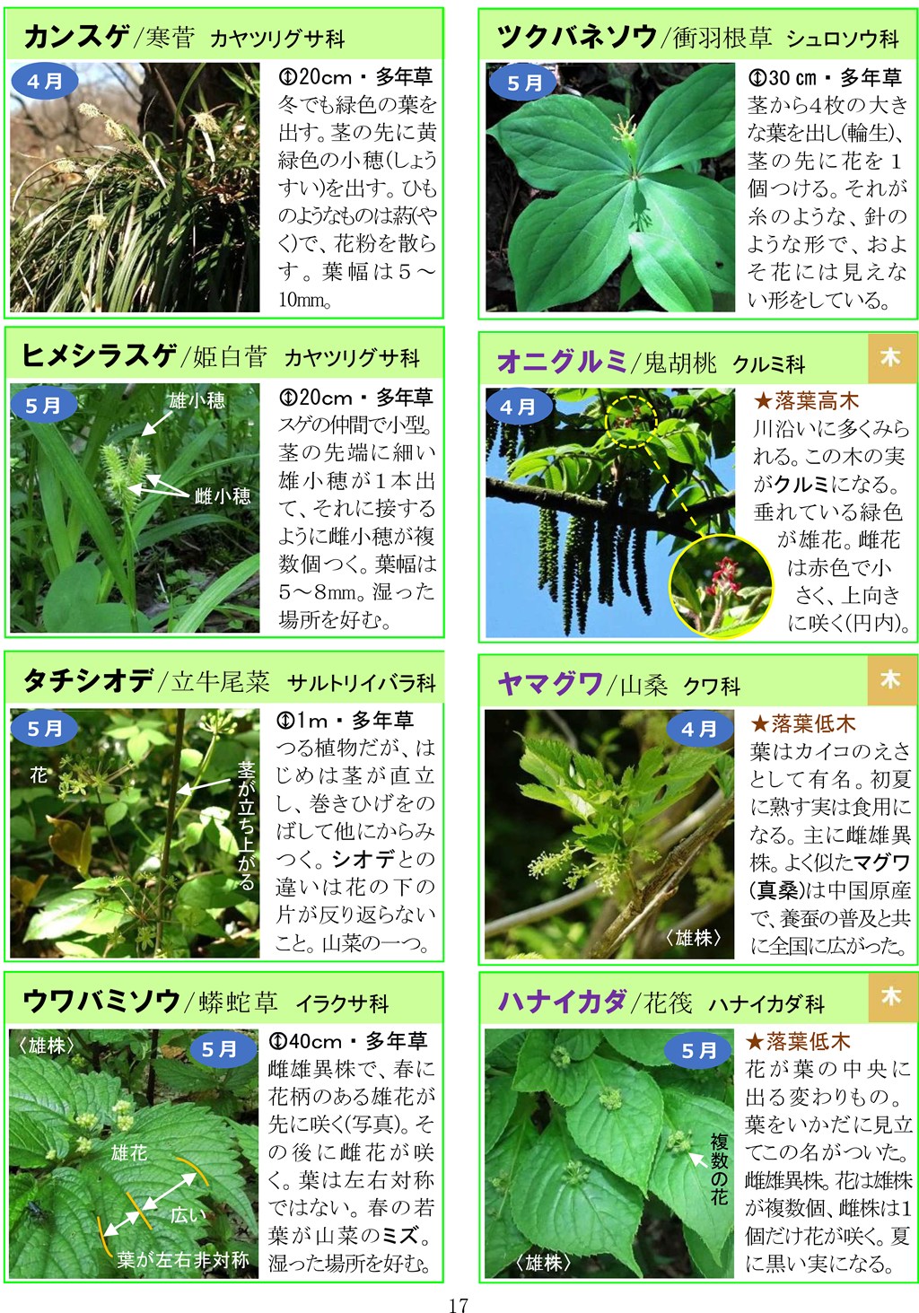 さがそう！春の花（3～5月に見られる）八石山花図鑑