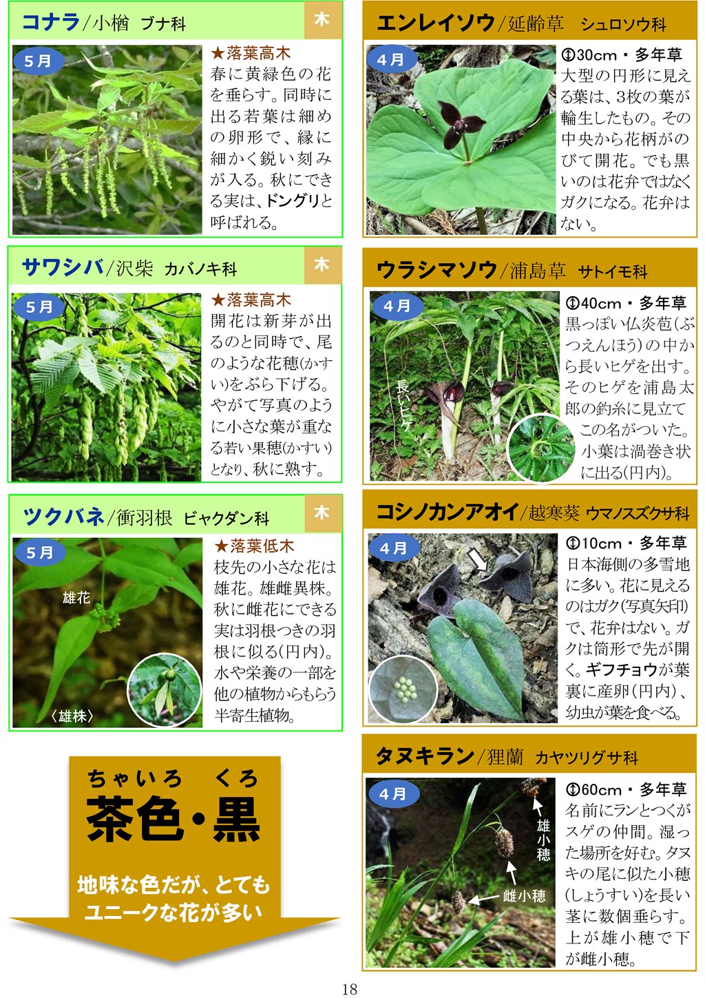 さがそう！春の花（3～5月に見られる）八石山花図鑑