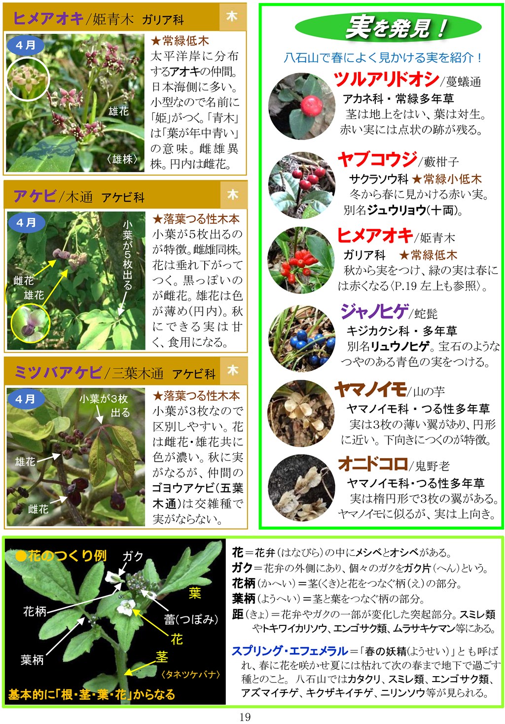 さがそう！春の花（3～5月に見られる）八石山花図鑑