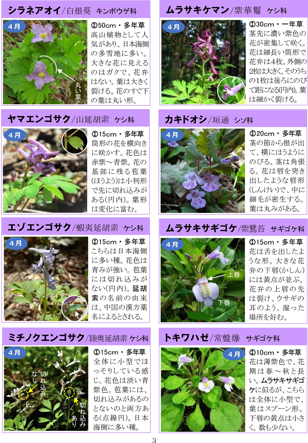 さがそう！春の花（3～5月に見られる）八石山花図鑑