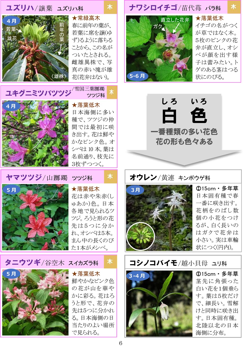 さがそう！春の花（3～5月に見られる）八石山花図鑑