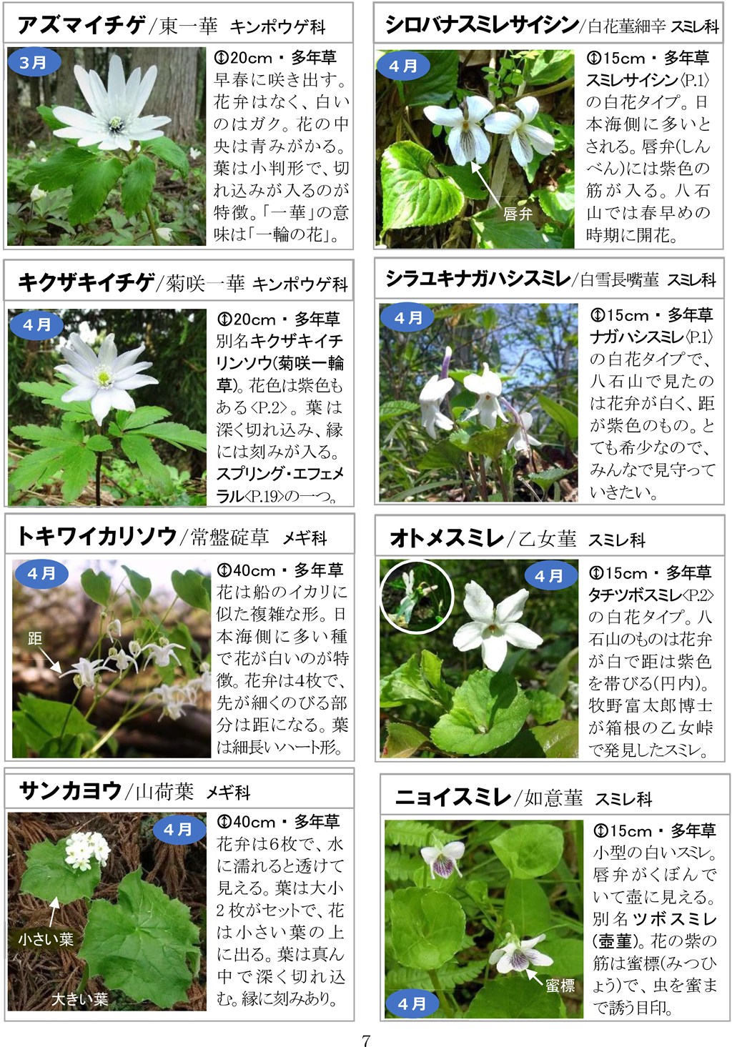 さがそう！春の花（3～5月に見られる）八石山花図鑑