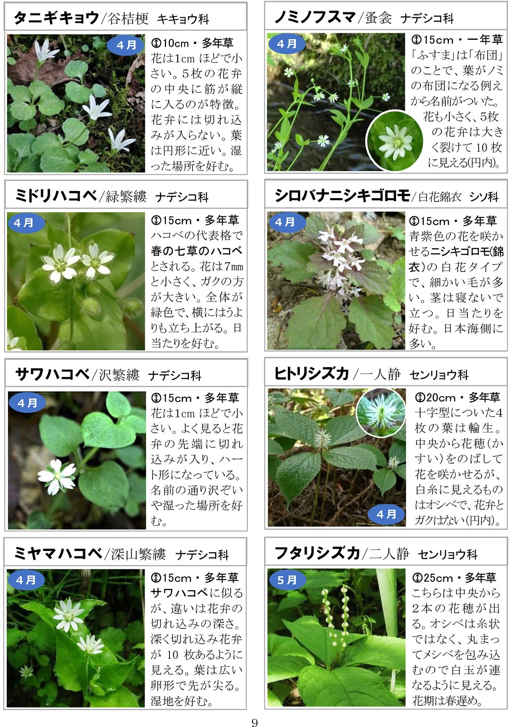さがそう！春の花（3～5月に見られる）八石山花図鑑