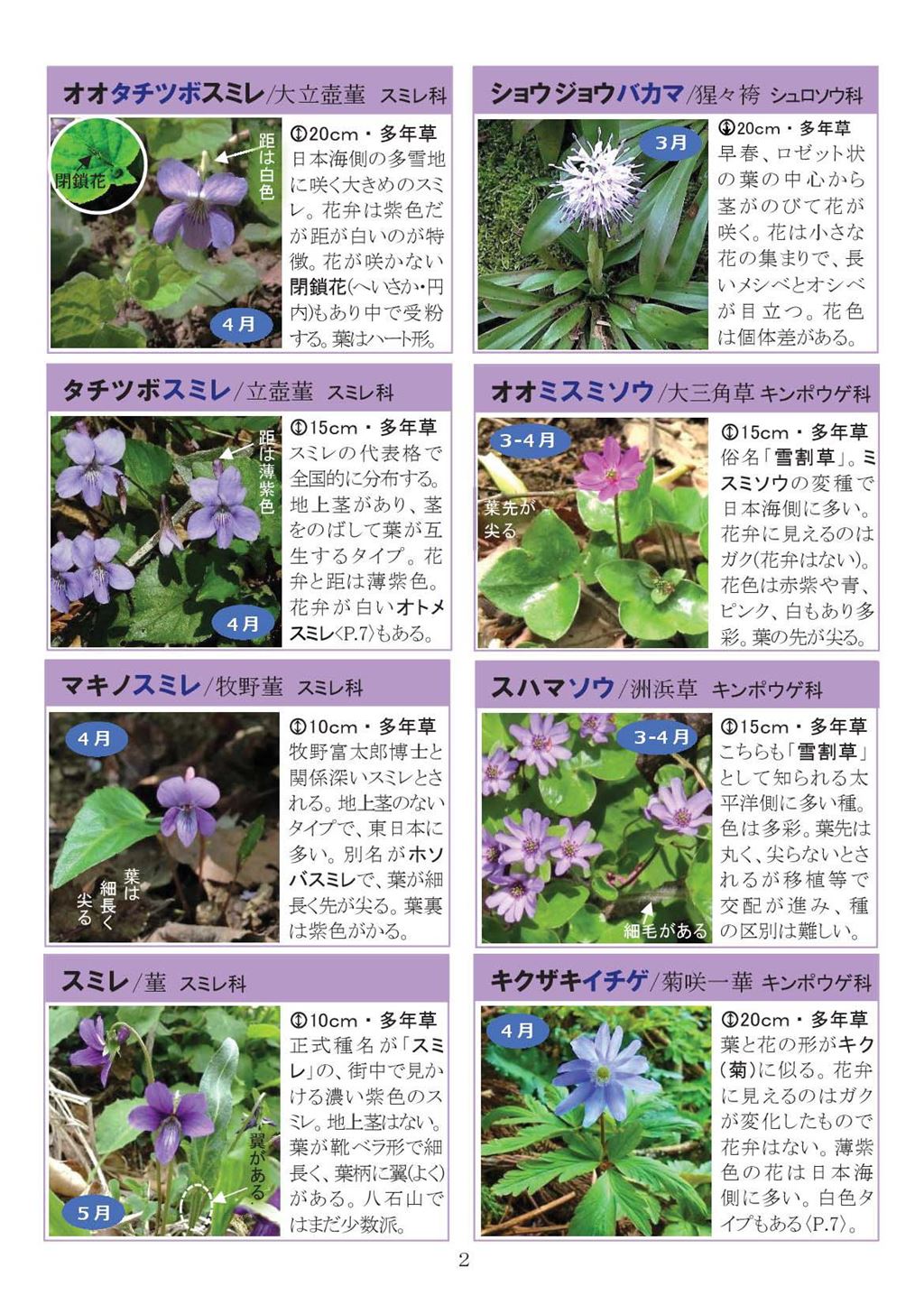 八石山花図鑑 さがそう！春の花（3～5月に見られる花々）2027年版-02