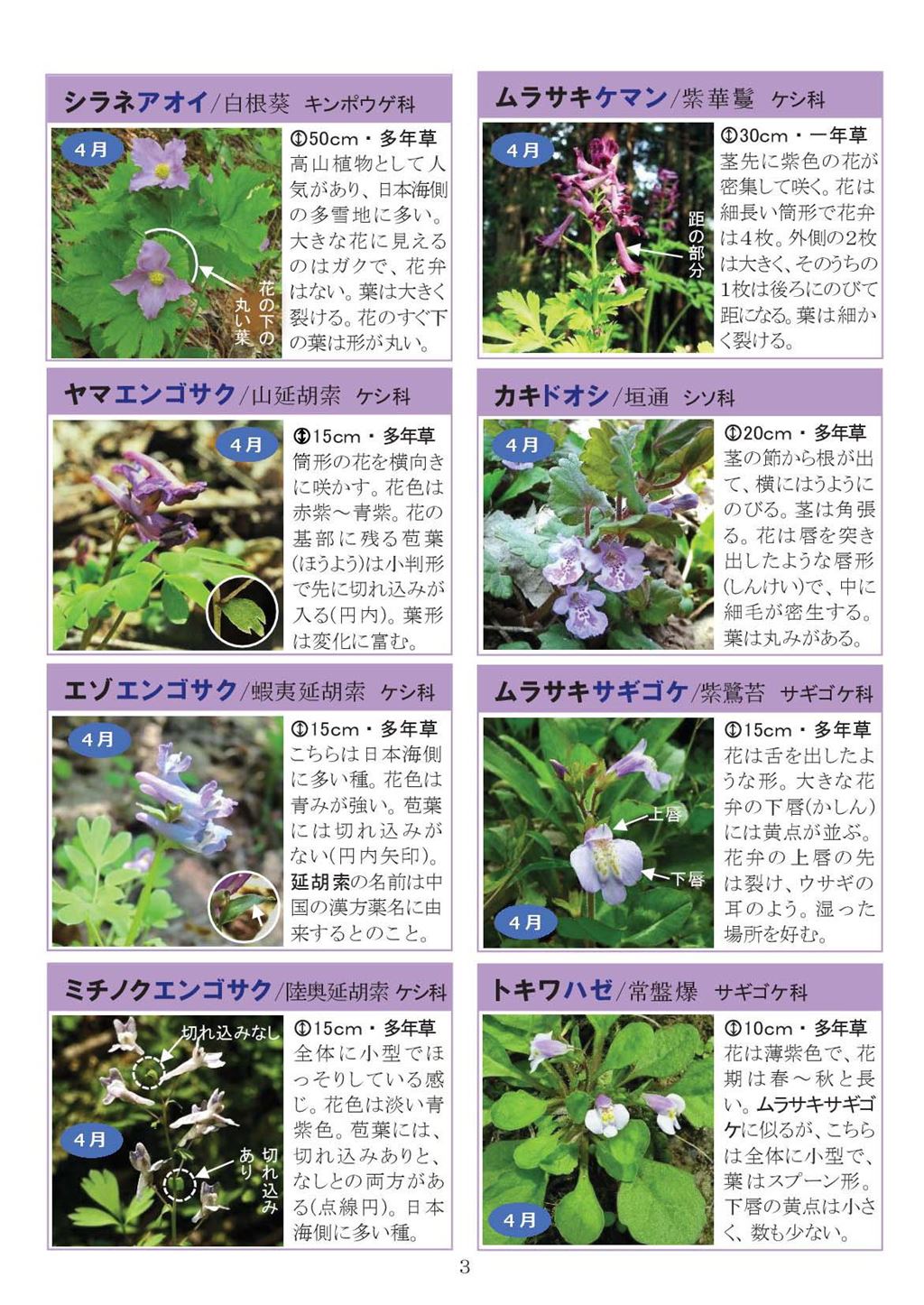 八石山花図鑑 さがそう！春の花（3～5月に見られる花々）2027年版-03
