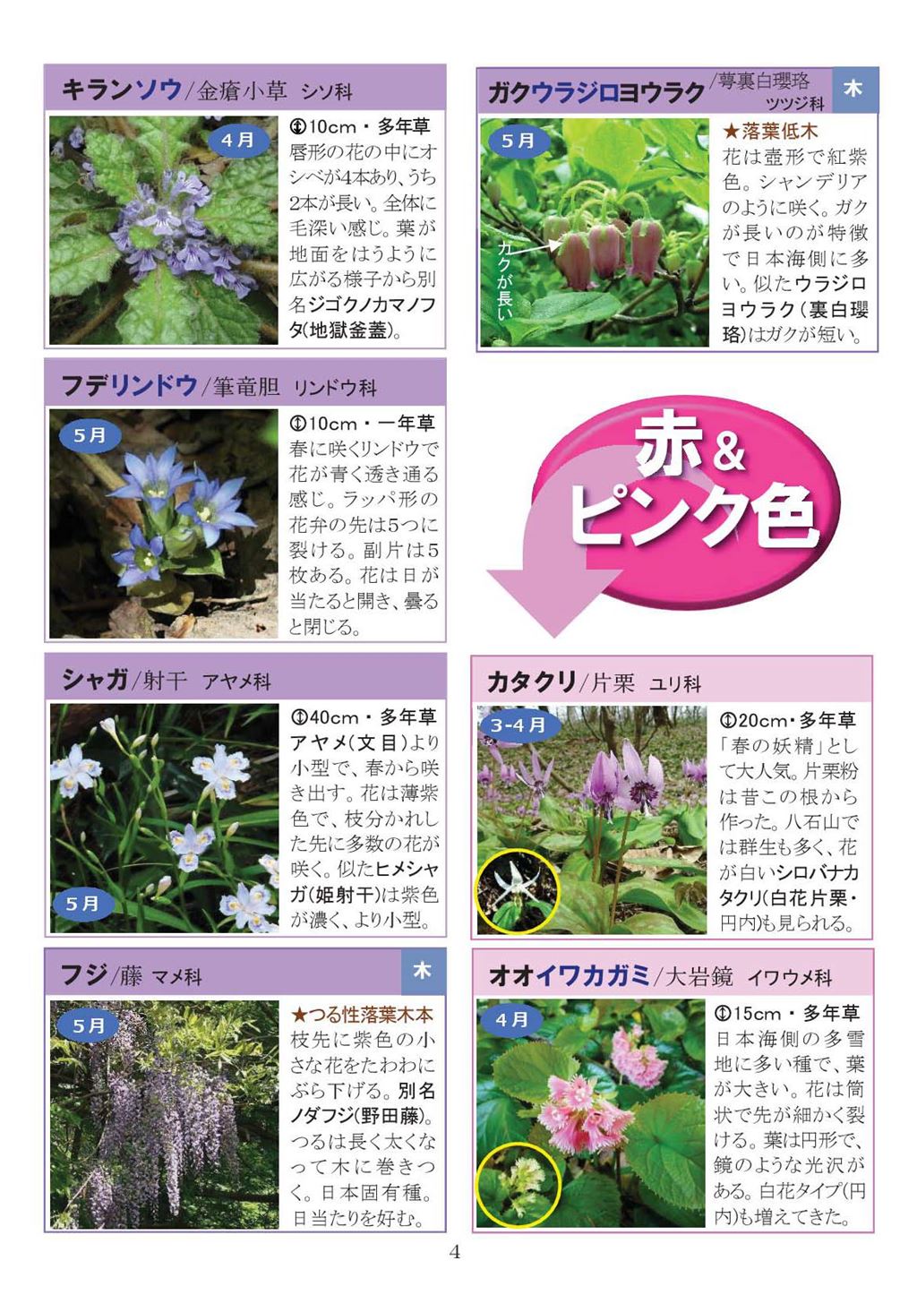 八石山花図鑑 さがそう！春の花（3～5月に見られる花々）2027年版-04