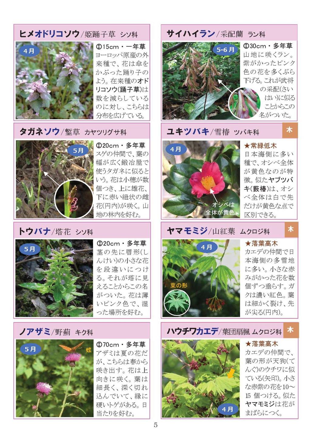 八石山花図鑑 さがそう！春の花（3～5月に見られる花々）2027年版-05