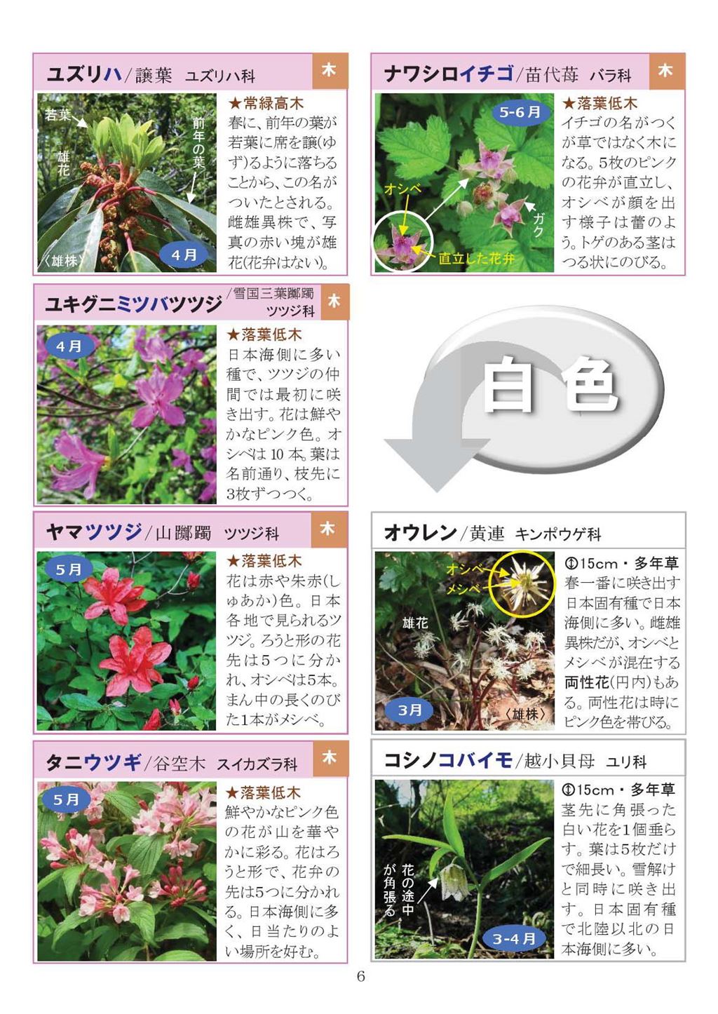 八石山花図鑑 さがそう！春の花（3～5月に見られる花々）2027年版-06