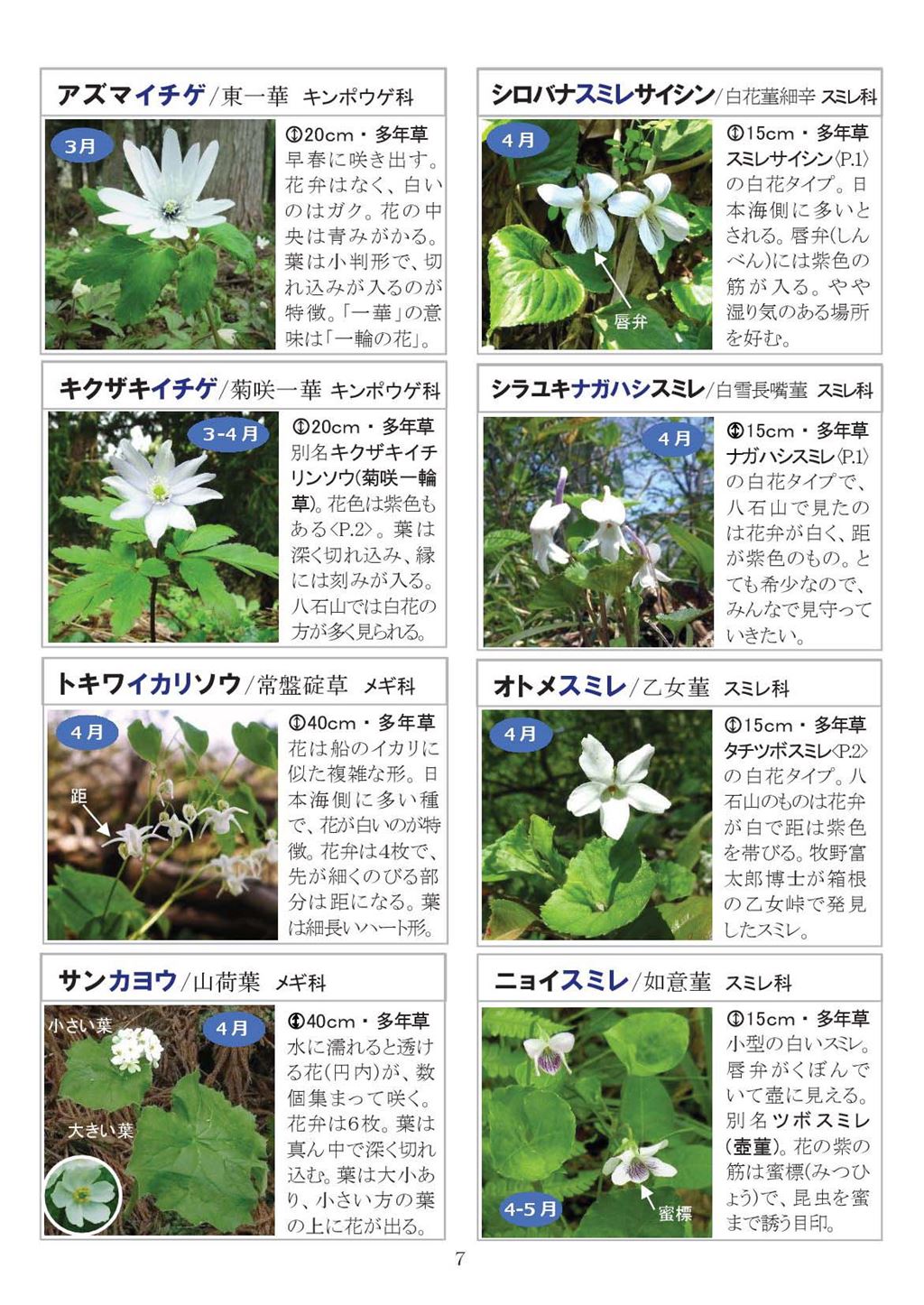 八石山花図鑑 さがそう！春の花（3～5月に見られる花々）2027年版-07