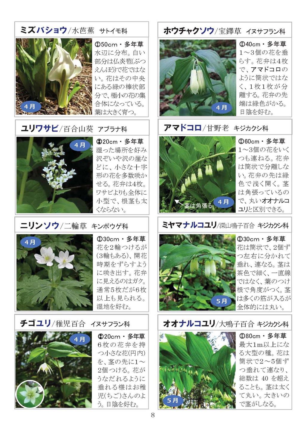 八石山花図鑑 さがそう！春の花（3～5月に見られる花々）2027年版-08