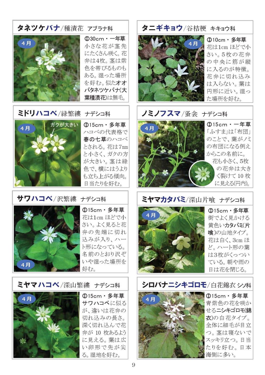 八石山花図鑑 さがそう！春の花（3～5月に見られる花々）2027年版-09