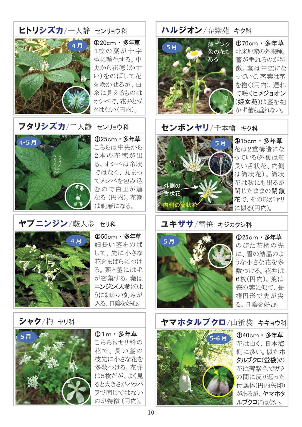 八石山花図鑑 さがそう！春の花（3～5月に見られる花々）2027年版-10