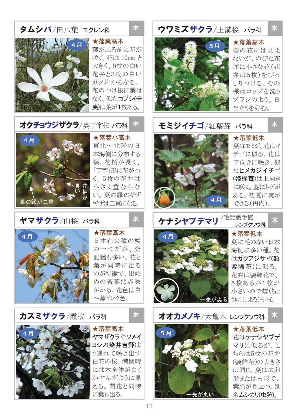 八石山花図鑑 さがそう！春の花（3～5月に見られる花々）2027年版-11