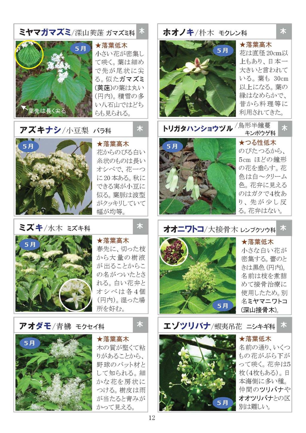 八石山花図鑑 さがそう！春の花（3～5月に見られる花々）2027年版-12