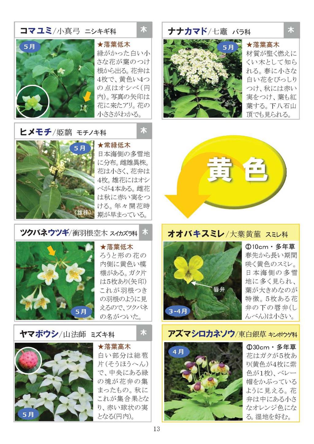 八石山花図鑑 さがそう！春の花（3～5月に見られる花々）2027年版-13