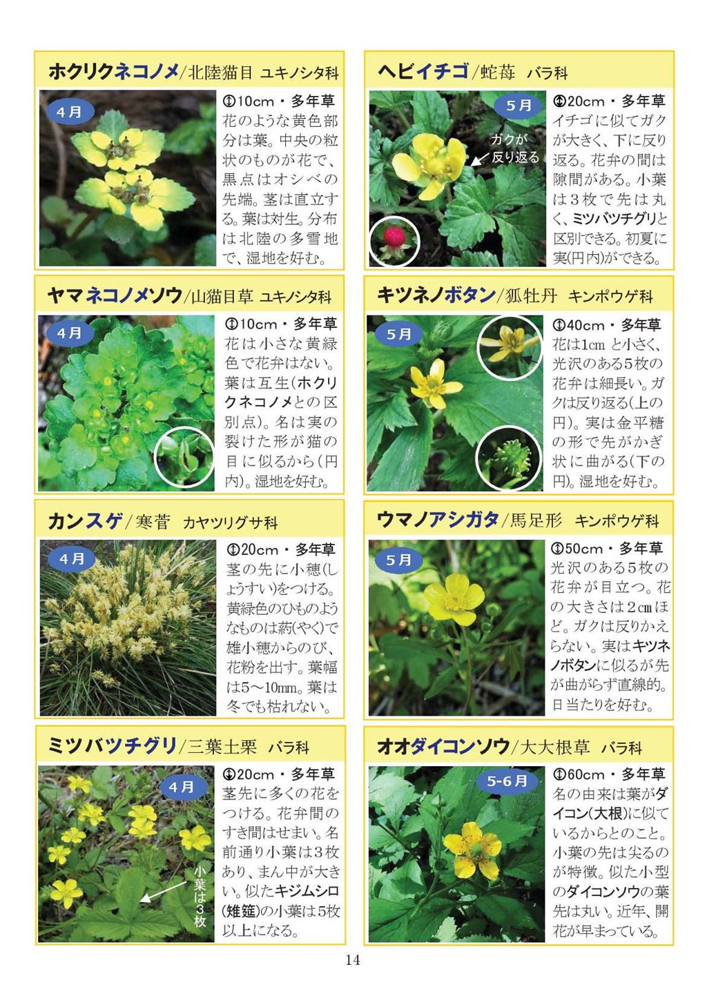 八石山花図鑑 さがそう！春の花（3～5月に見られる花々）2027年版-14