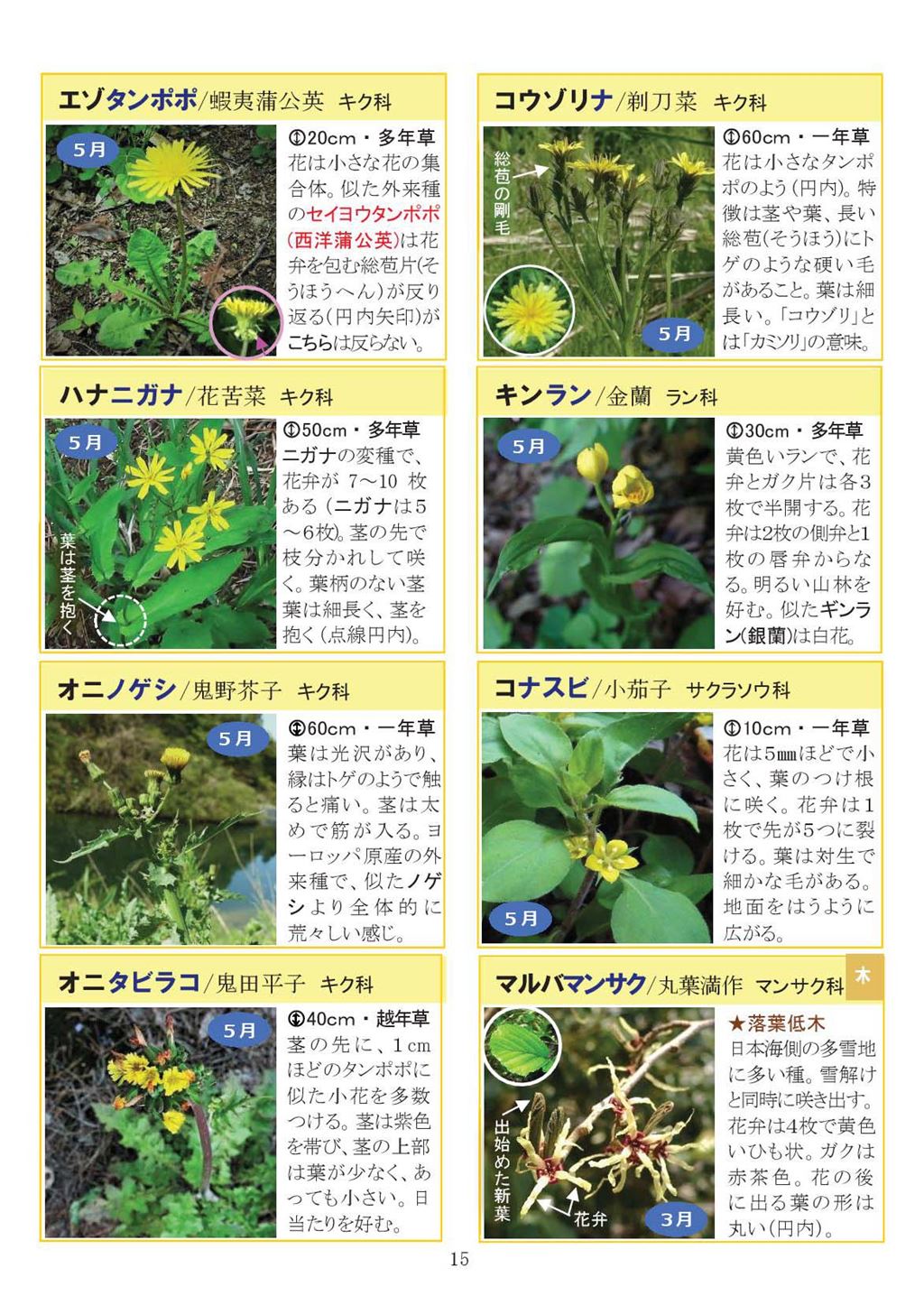 八石山花図鑑 さがそう！春の花（3～5月に見られる花々）2027年版-15