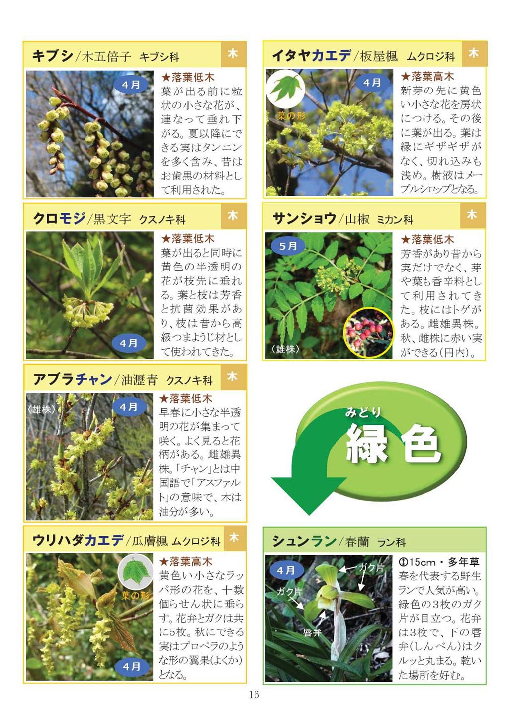 八石山花図鑑 さがそう！春の花（3～5月に見られる花々）2027年版-16