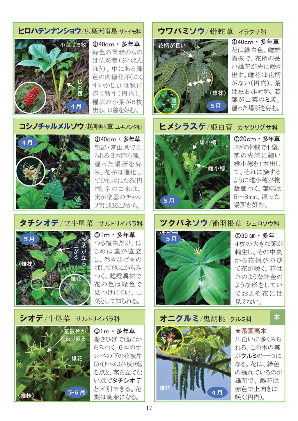 八石山花図鑑 さがそう！春の花（3～5月に見られる花々）2027年版-17