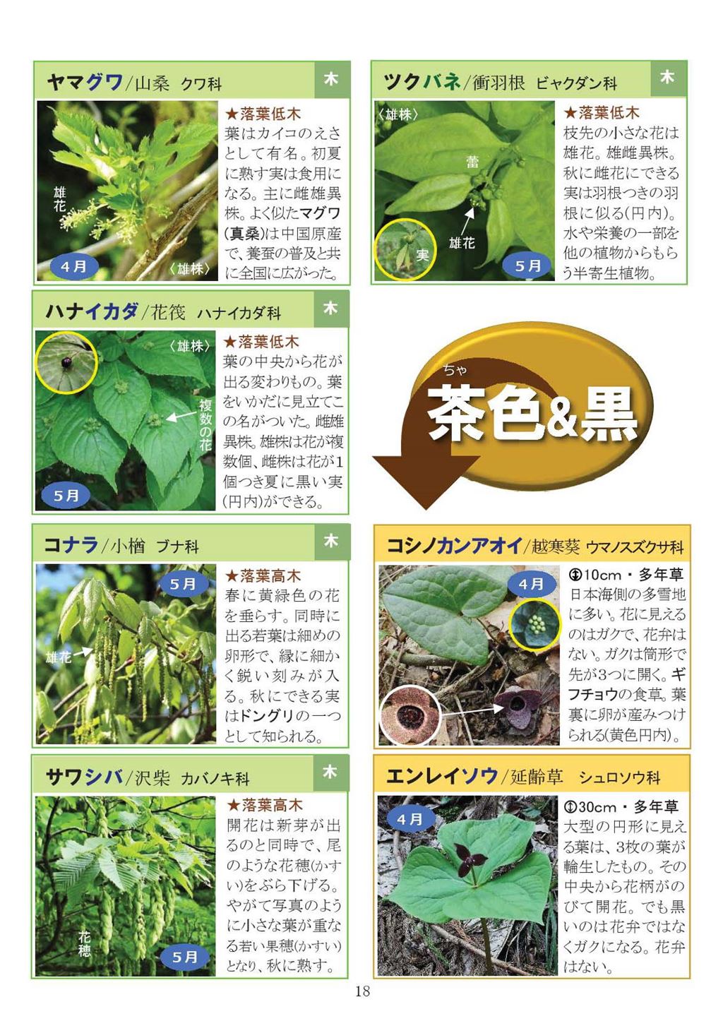 八石山花図鑑 さがそう！春の花（3～5月に見られる花々）2027年版-18