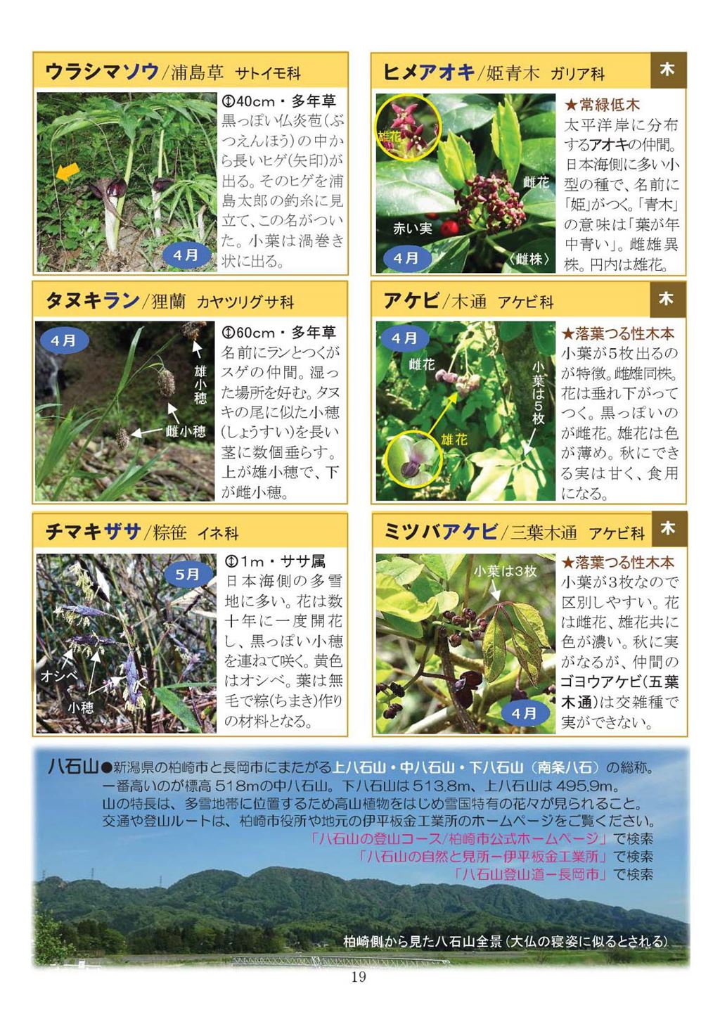 八石山花図鑑 さがそう！春の花（3～5月に見られる花々）2027年版-19